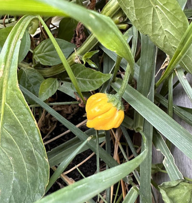 Yellow Brazilian Starfish Pepper Seeds - The Pepper Pantry (Formerly Marie Sharp's)